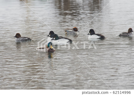 Rhododendron Rhododendron 62514996