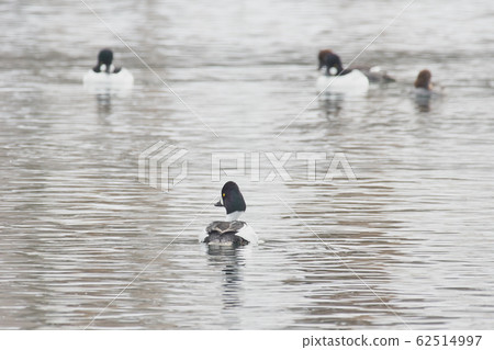 Rhododendron 62514997
