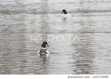 Rhododendron 62514999