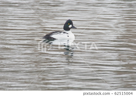 Rhododendron 62515004