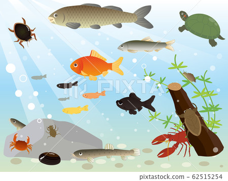 生活在河流中的生物收集水生生物 62515254