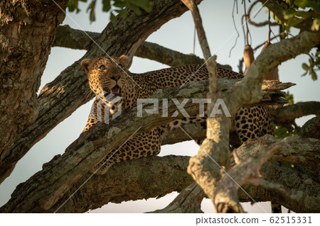 Male leopard looking up from tree branch Male leopard looking up from tree branch 62515331