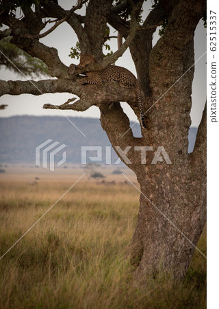 Male leopard lies sleepily on tree branch 62515337