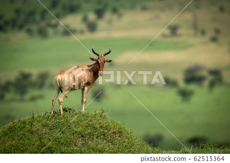Male hartebeest stands on mound watching camera 62515364