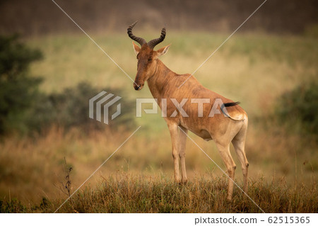 Male hartebeest stands on mound turning head Male hartebeest stands on mound turning head 62515365