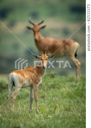 Male hartebeest and calf stand watching camera Male hartebeest and calf stand watching camera 62515373