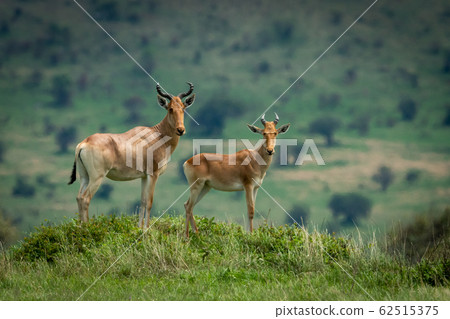 Male hartebeest and calf stand on mound 62515375