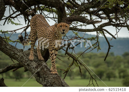 Male cheetah stands in tree watching camera 62515418
