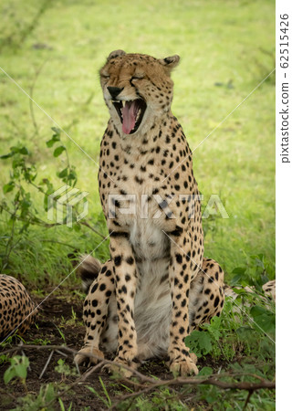 Male cheetah sits yawning with eyes closed 62515426