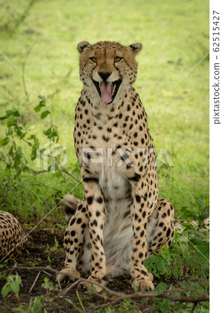 Male cheetah sits yawning widely in shade Male cheetah sits yawning widely in shade 62515427