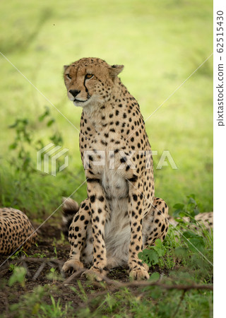 Male cheetah sits under tree turning head Male cheetah sits under tree turning head 62515430