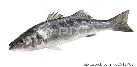 One fresh sea bass fish isolated on white background 62515708