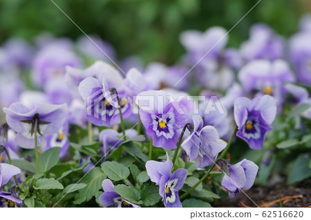 Viola 62516620