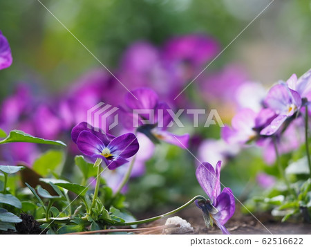 Viola 62516622