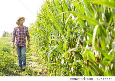 Middle age caucasian farm worker walking along 62516632
