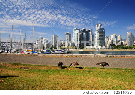 Canadian geese and hills in park 62516750