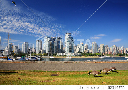 Canadian geese and hills in park 62516751