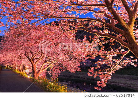 "Shizuoka prefecture" Minamiizu-cho · Kawazu cherry light up "Shizuoka prefecture" Minamiizu-cho · Kawazu cherry light up 62517014