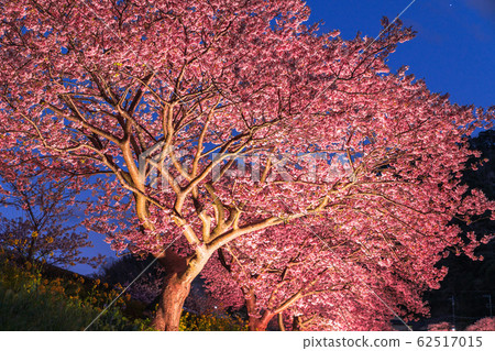 "Shizuoka prefecture" Minamiizu-cho · Kawazu cherry light up "Shizuoka prefecture" Minamiizu-cho · Kawazu cherry light up 62517015