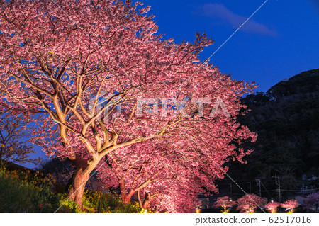 "Shizuoka prefecture" Minamiizu-cho · Kawazu cherry light up "Shizuoka prefecture" Minamiizu-cho · Kawazu cherry light up 62517016