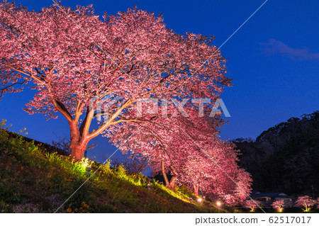 "Shizuoka prefecture" Minamiizu-cho · Kawazu cherry light up "Shizuoka prefecture" Minamiizu-cho · Kawazu cherry light up 62517017