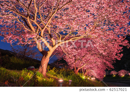 "Shizuoka prefecture" Minamiizu-cho · Kawazu cherry light up "Shizuoka prefecture" Minamiizu-cho · Kawazu cherry light up 62517021