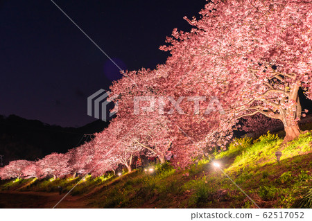 “靜岡縣”南伊豆鎮·河津櫻花點亮 62517052