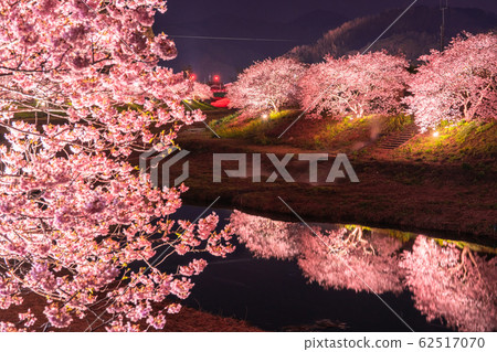 “靜岡縣”南伊豆鎮·河津櫻花點亮 62517070