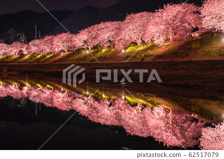 "Shizuoka prefecture" Minamiizu-cho · Kawazu cherry light up "Shizuoka prefecture" Minamiizu-cho · Kawazu cherry light up 62517079