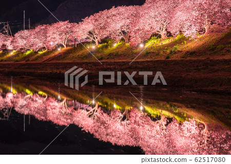 "Shizuoka prefecture" Minamiizu-cho · Kawazu cherry light up "Shizuoka prefecture" Minamiizu-cho · Kawazu cherry light up 62517080