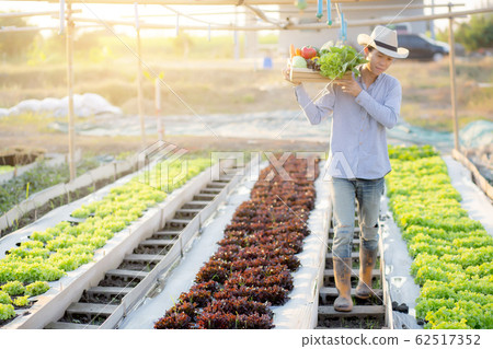 Portrait young asian man walking harvest and picking up fresh organic vegetable garden 62517352