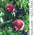 Wild gemstone 62517645
