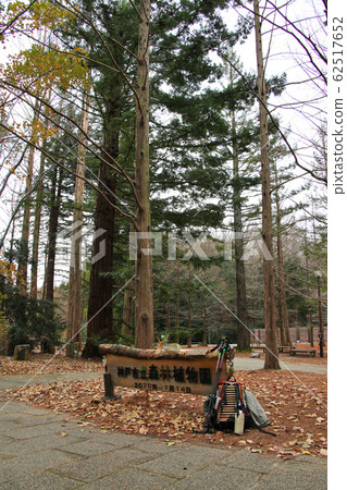 Kobe Municipal Forest Botanical Garden with beautiful trees Commemorative photo point Vertical position Kobe Municipal Forest Botanical Garden with beautiful trees Commemorative photo point Vertical position 62517652