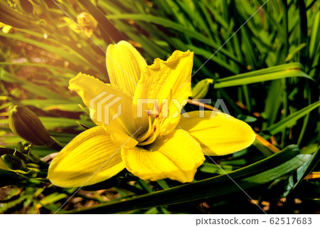 Yellow lily flowers in the garden, nature. 62517683