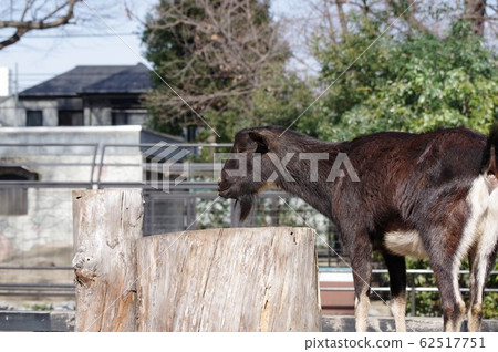 Goat Goat 62517751