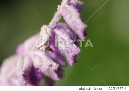 紫水晶鼠尾草的特寫 紫水晶鼠尾草的特寫 62517754