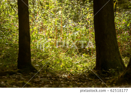 Two trees in the forest, wild grass behind Two trees in the forest, wild grass behind 62518177