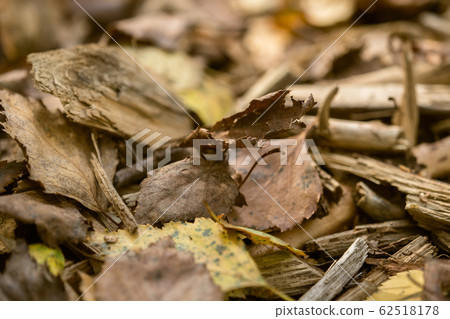 Foliage and old wood are scattered on the forest Foliage and old wood are scattered on the forest 62518178