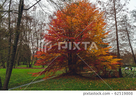 Uneven double color tree in the autumn park in Slovenia  62519808