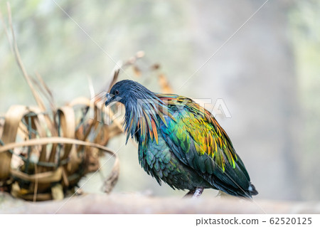 The Nicobar pigeon is a pigeon found on small islands and in coastal regions from the Andaman and Nicobar Islands, India, east through the Malay Archipelago, to the Solomons and Palau The Nicobar pigeon is a pigeon found on small islands and in coastal regions from the Andaman and Nicobar Islands, India, east through the Malay Archipelago, to the Solomons and Palau 62520125
