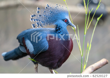 The Victoria crowned pigeon ,Goura victoria is a large, bluish-grey pigeon with elegant blue lace-like crests, maroon breast, and red irises The Victoria crowned pigeon ,Goura victoria is a large, bluish-grey pigeon with elegant blue lace-like crests, maroon breast, and red irises 62520127