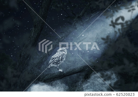 awakening owl sitting on tree illuminated by awakening owl sitting on tree illuminated by 62520823