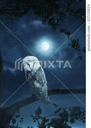 awakening owl sitting on tree illuminated by 62520824