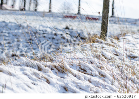 blades of grass covered by snow blades of grass covered by snow 62520917