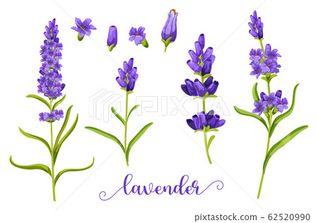 Lavender flower in realistic watercolor. Lavender flower in realistic watercolor. 62520990