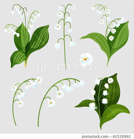 Isolated set lily of the valley bouquet elements 62520992