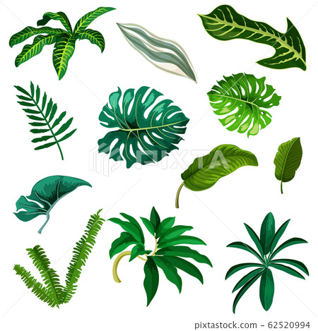 Set of tropic and exotic leaf. Watercolor tree Set of tropic and exotic leaf. Watercolor tree 62520994