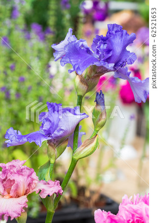 Beautiful Iris flowers Beautiful Iris flowers 62521653