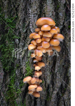 Flammulina Flammulina 62521994