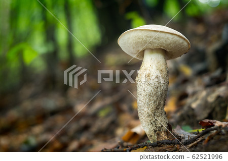 Leccinum pseudoscabrum Leccinum pseudoscabrum 62521996